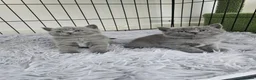 British Shorthair cats for sale: British Shorthair Kittens - Advert 4