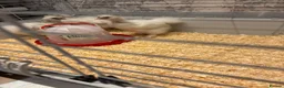 Chickens poultry for sale: 3 USA silkie chicks  - Advert 3