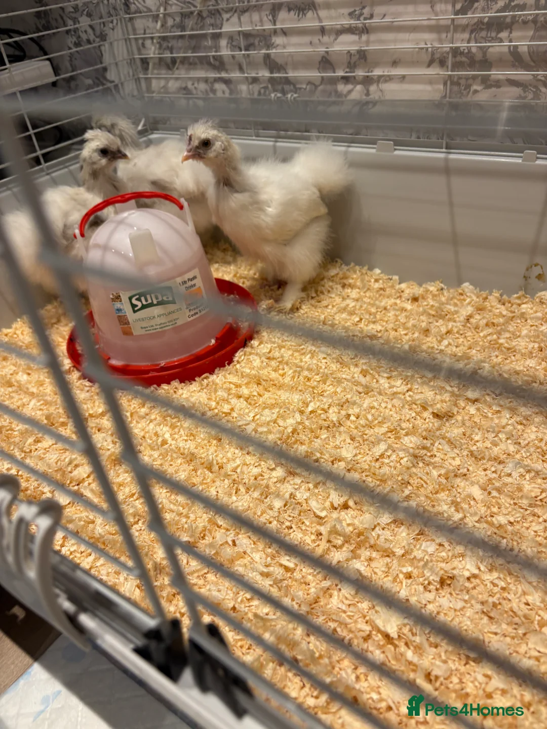 Chickens poultry for sale: 3 USA silkie chicks  - Advert 3