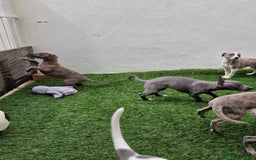Whippet dogs for sale: Adorable whippet puppies  - Image 5