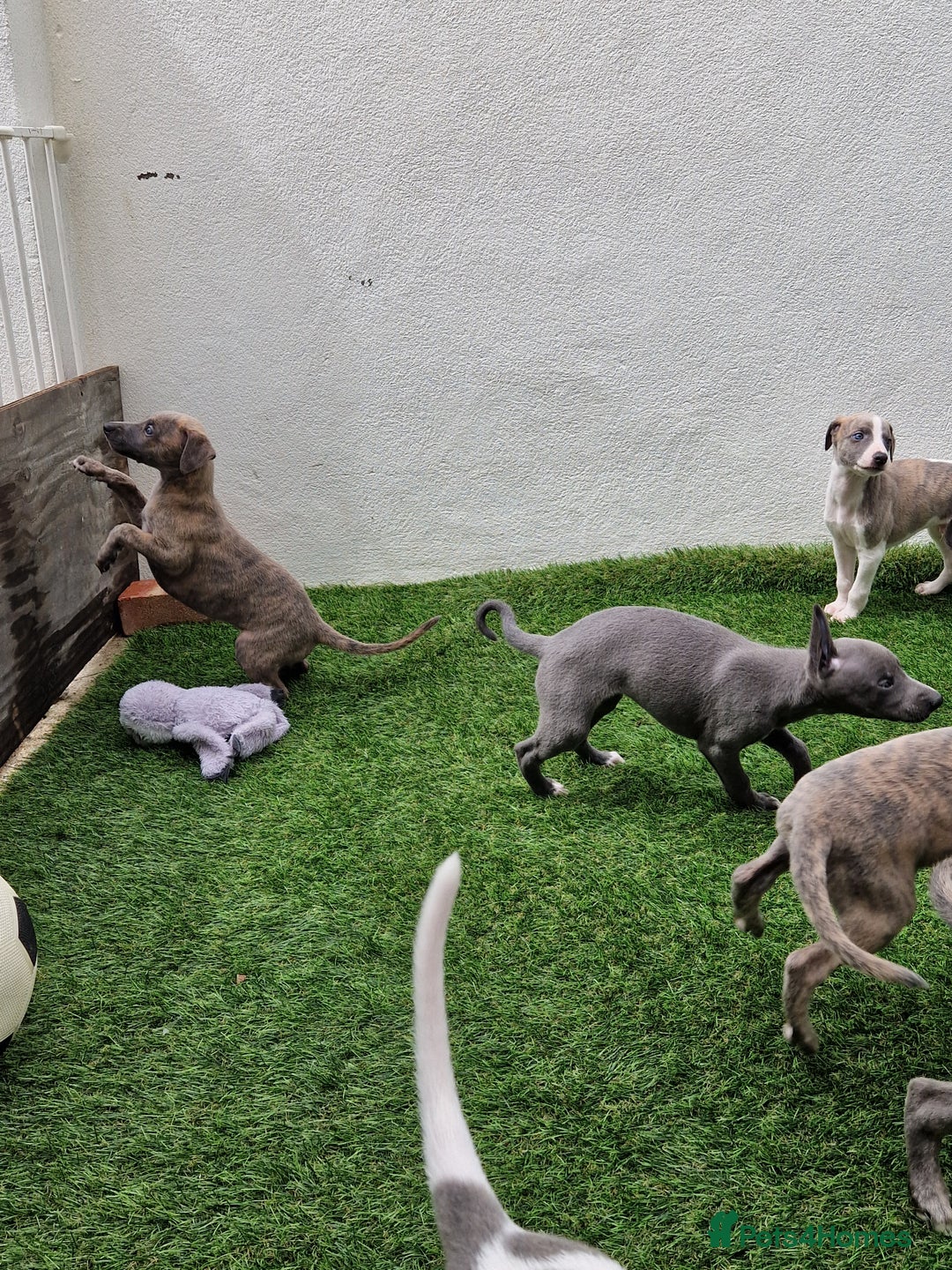 Whippet dogs for sale: Adorable whippet puppies  - Image 5