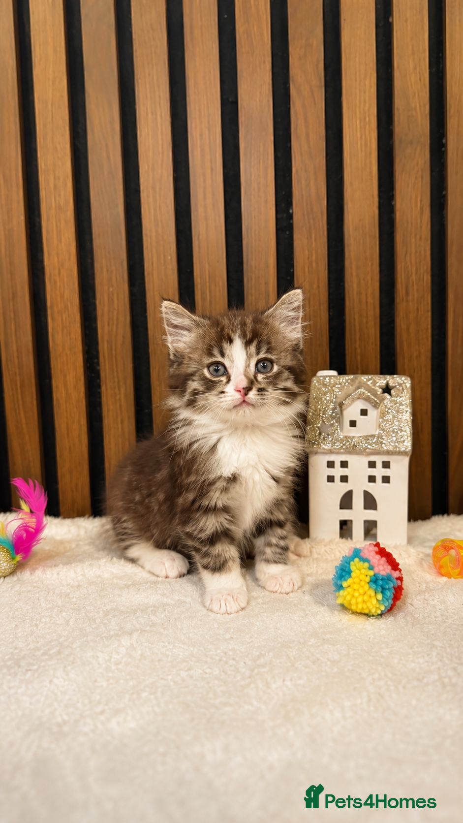 Ragdoll cats Stunning Ragdoll Kittens | Angel's Final Litter - Advert 2