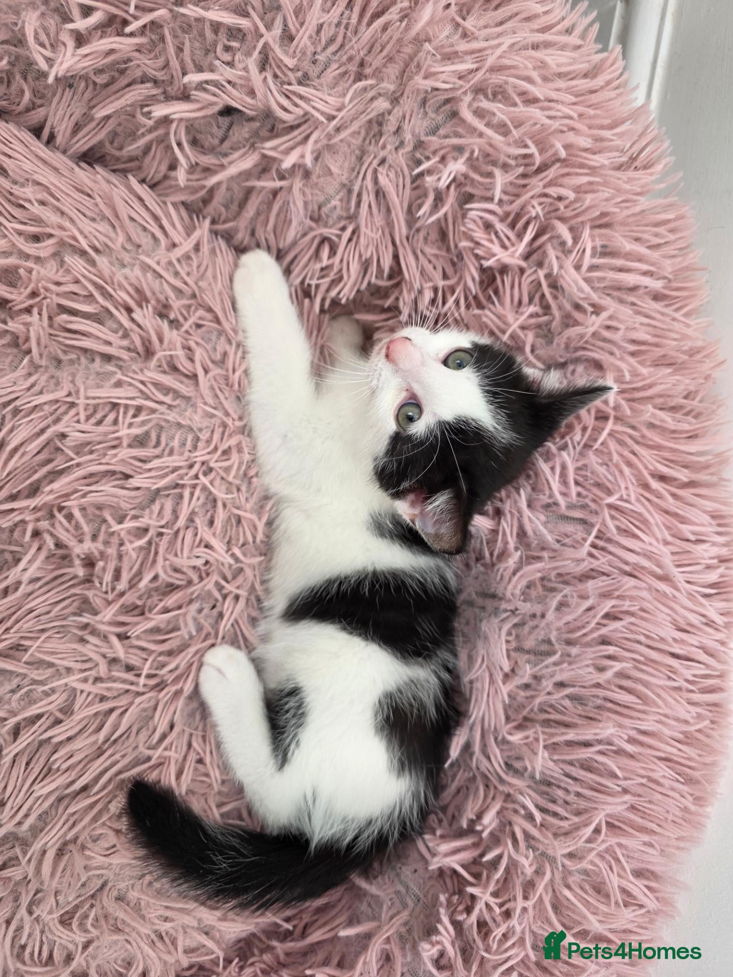 Mixed Breed cats Black & white male kitten - Advert 1