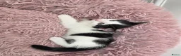 Mixed Breed cats for sale: Black & white male kitten - Advert 1