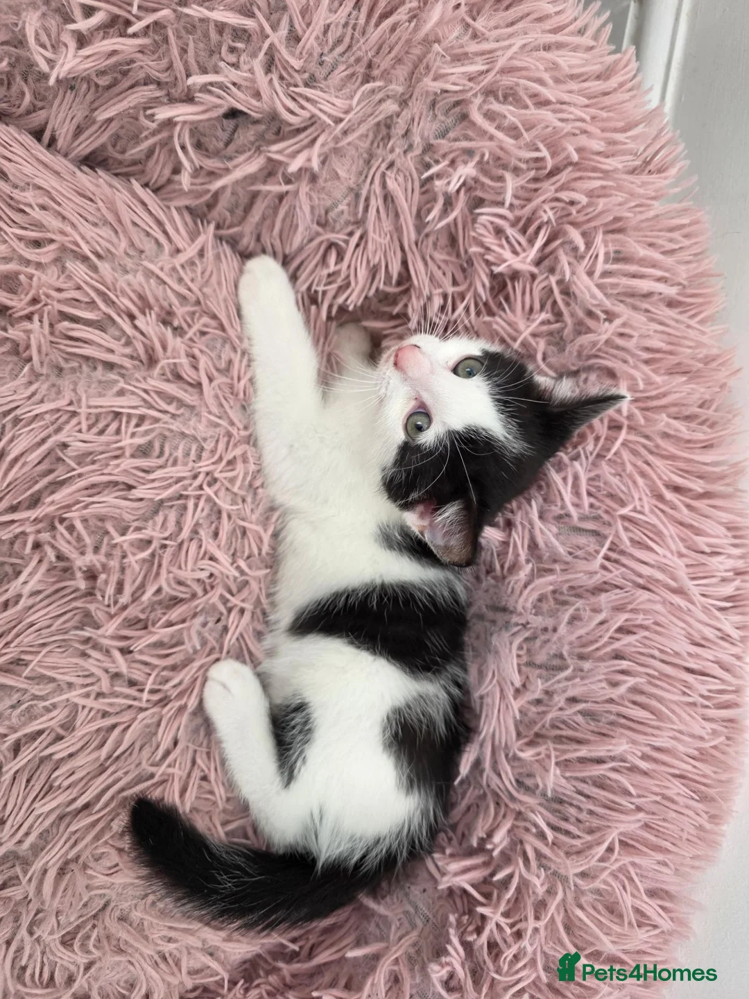 Mixed Breed cats for sale: Black & white male kitten - Advert 1