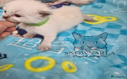 Ragdoll cats for sale: 5 Tica Boys Chocolate Point, Black Solid Mit,Blue  - Image 6