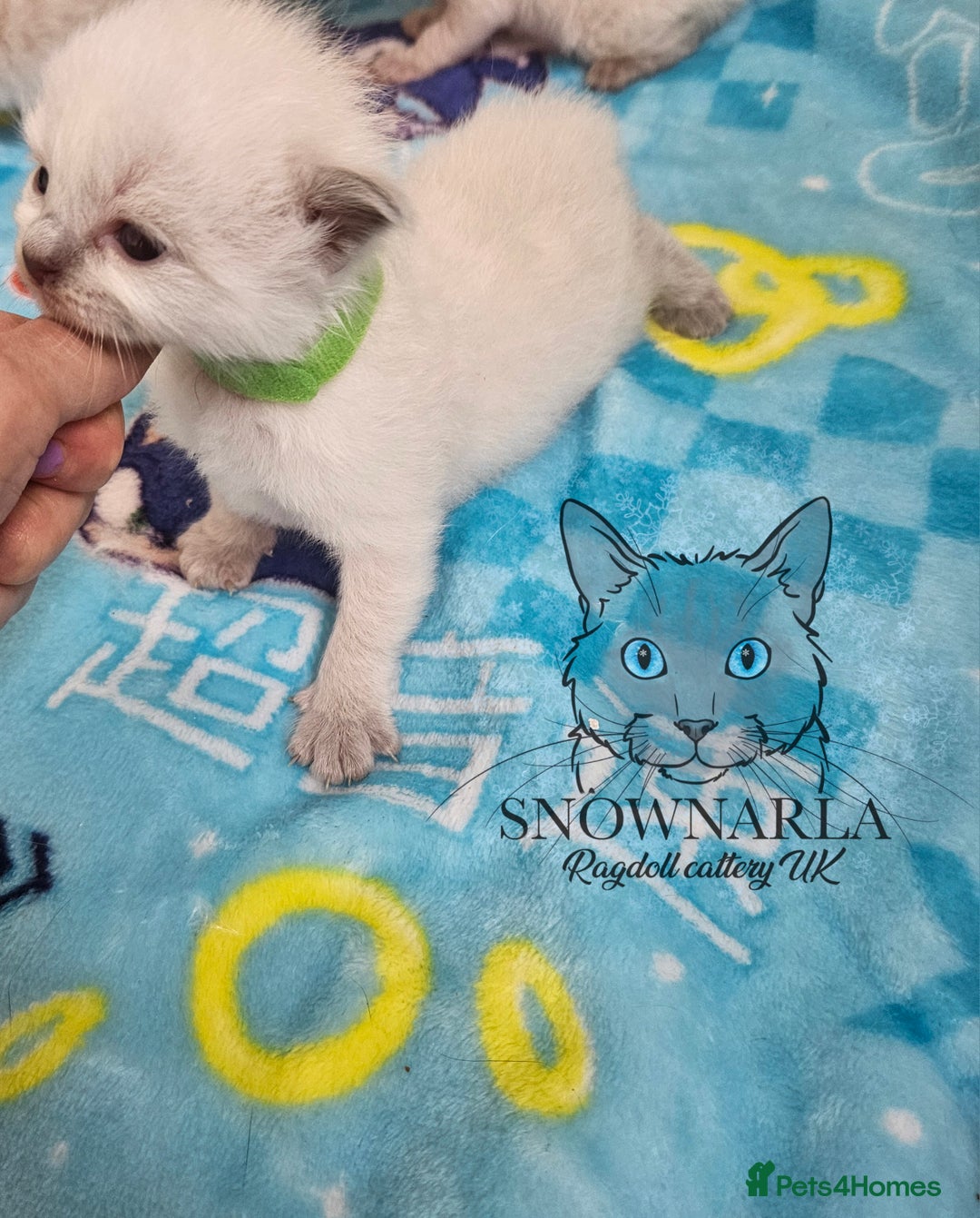 Ragdoll cats for sale: 5 Tica Boys Chocolate Point, Black Solid Mit,Blue  - Image 6