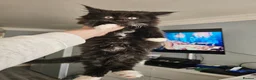 Maine Coon cats for sale: Mainecoon × Siberian  - Advert 15