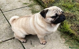 Pug dogs for sale: Pug dog for sale - Image 4