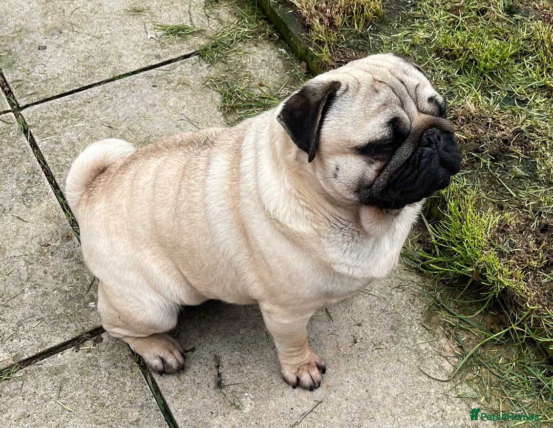 Pug dogs for sale: Pug dog for sale - Image 4