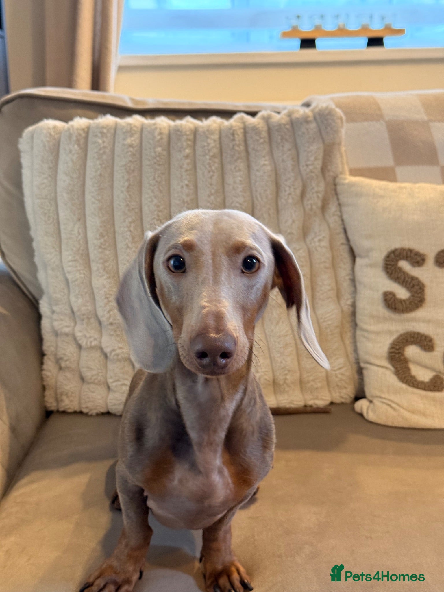 Miniature Dachshund dogs Lilac & tan Miniature dachshund - Advert 1
