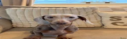 Miniature Dachshund dogs for stud: Lilac & tan Miniature dachshund in Bridgend - Advert 1