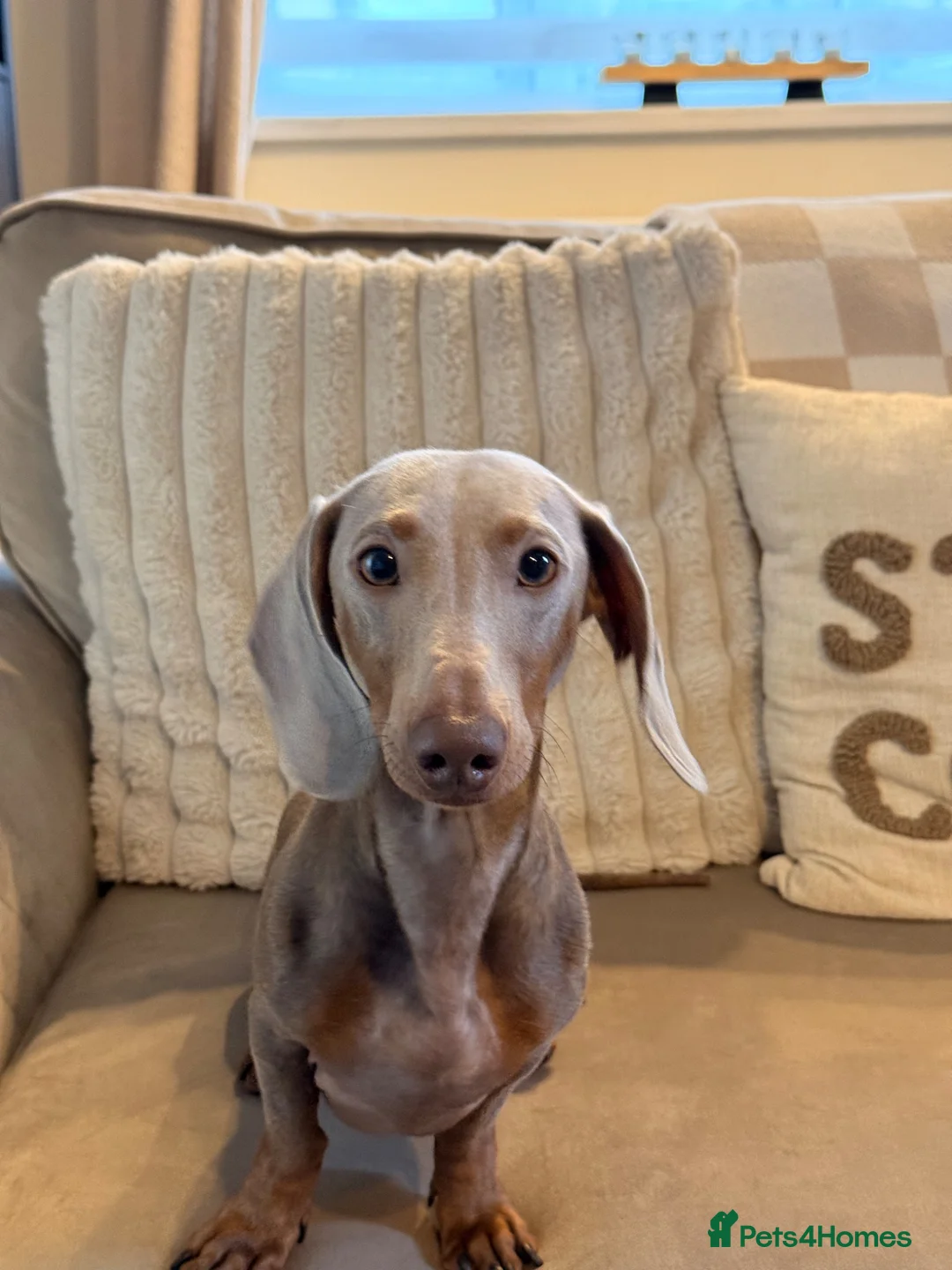 Miniature Dachshund dogs for stud: Lilac & tan Miniature dachshund in Bridgend - Advert 1