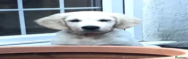Klaus