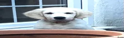 Golden Retriever dogs for sale: Klaus - Advert 12