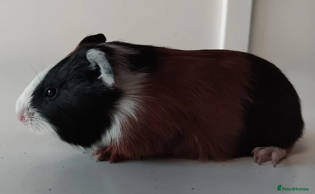 Guinea Pig rodents for sale: Tort and Whites, Self Chocolate Boar and Sow  - Advert 11