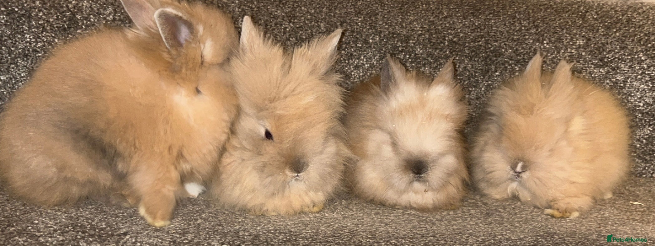 Lionhead rabbits Double maned Lionhead rabbits  - Advert 1