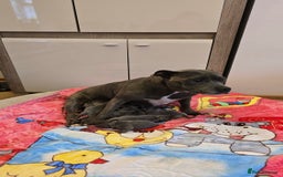 Staffordshire Bull Terrier dogs for sale:  Blue Staffordshire puppies  - Image 1