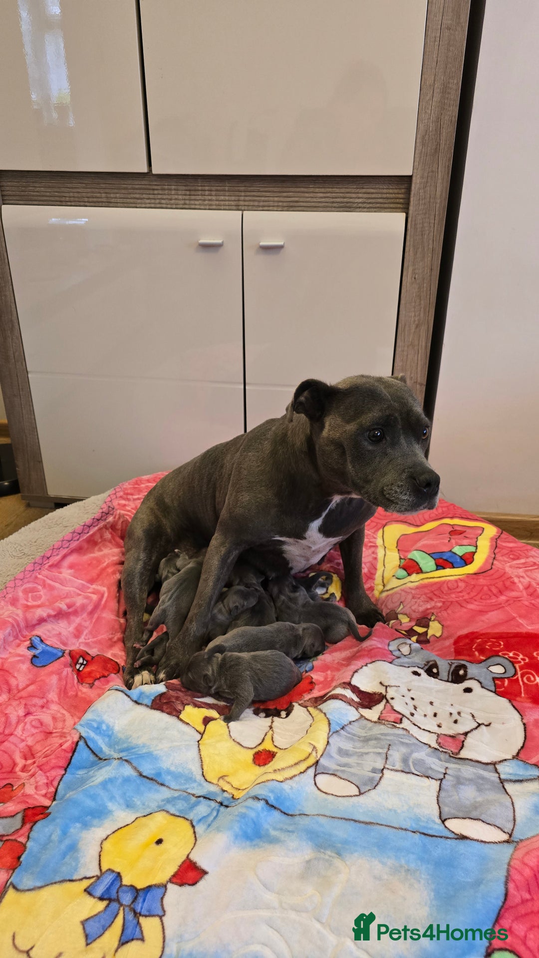 Staffordshire Bull Terrier dogs for sale:  Blue Staffordshire puppies  - Image 1
