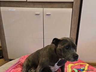 Staffordshire Bull Terrier dogs - Advert 20