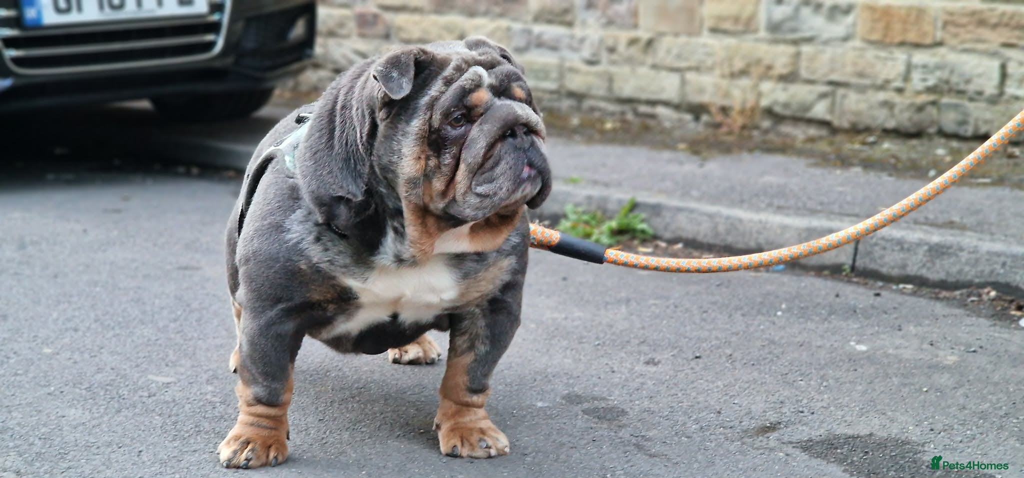 English Bulldog dogs Quality male for sale - Advert 1