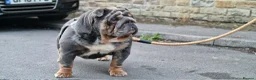 English Bulldog dogs for sale: Quality male for sale - Advert 1