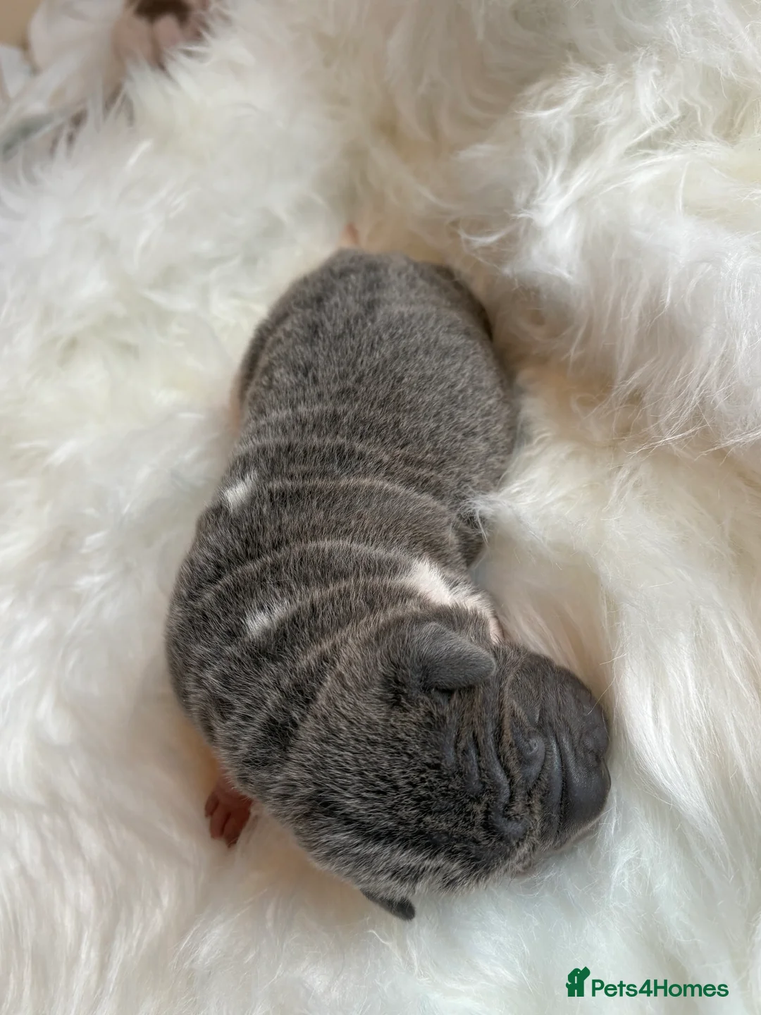 Shar Pei dogs for sale: Stunning rare Shar-Pei puppies  - Advert 15