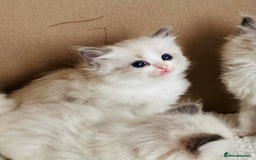 Ragdoll cats for sale: GCCF registered ragdoll kittens - Image 5