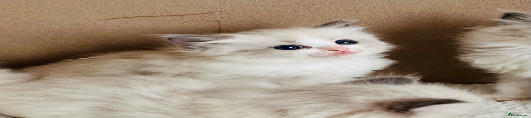 Ragdoll Kitten 3