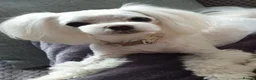 Maltese dogs for sale: Last KC Maltese female champion bloodline  - Advert 5