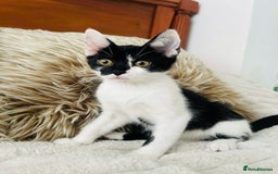 Mixed Breed cats for sale: Beautiful Kittens For Sale  - Image 10