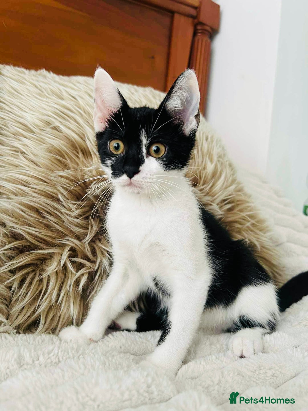 Mixed Breed cats for sale: Beautiful Kittens For Sale  - Image 10