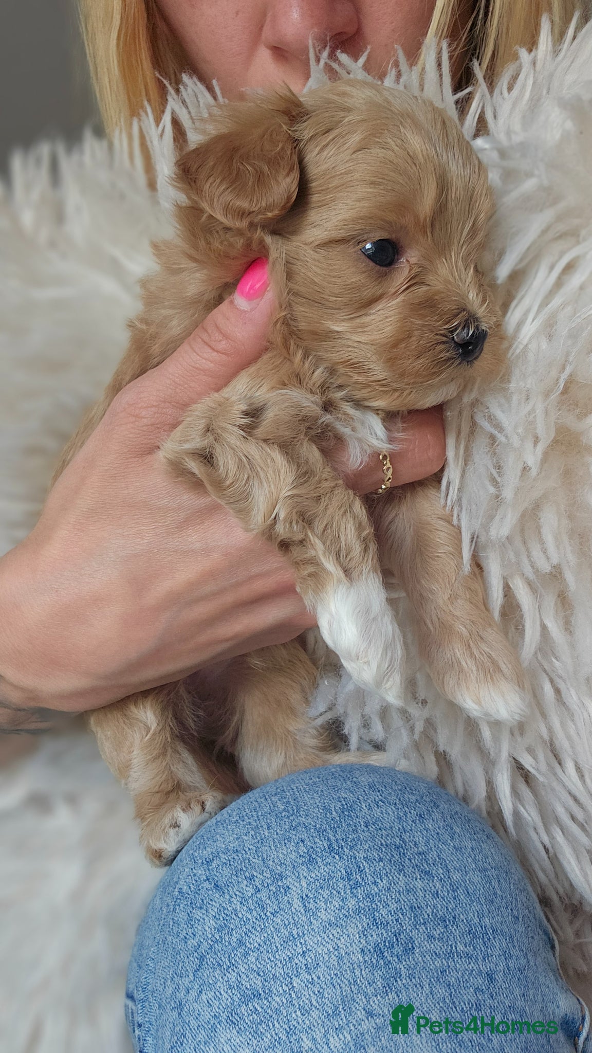 Maltipoo dogs for sale: Cute Small Maltipoos F1  - Advert 10