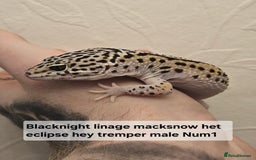Leopard Gecko reptiles for sale: Leopard geckos babies various morphs  - Image 2