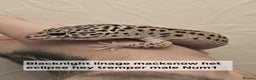 Leopard Gecko reptiles for sale: Leopard geckos babies various morphs  - Advert 2