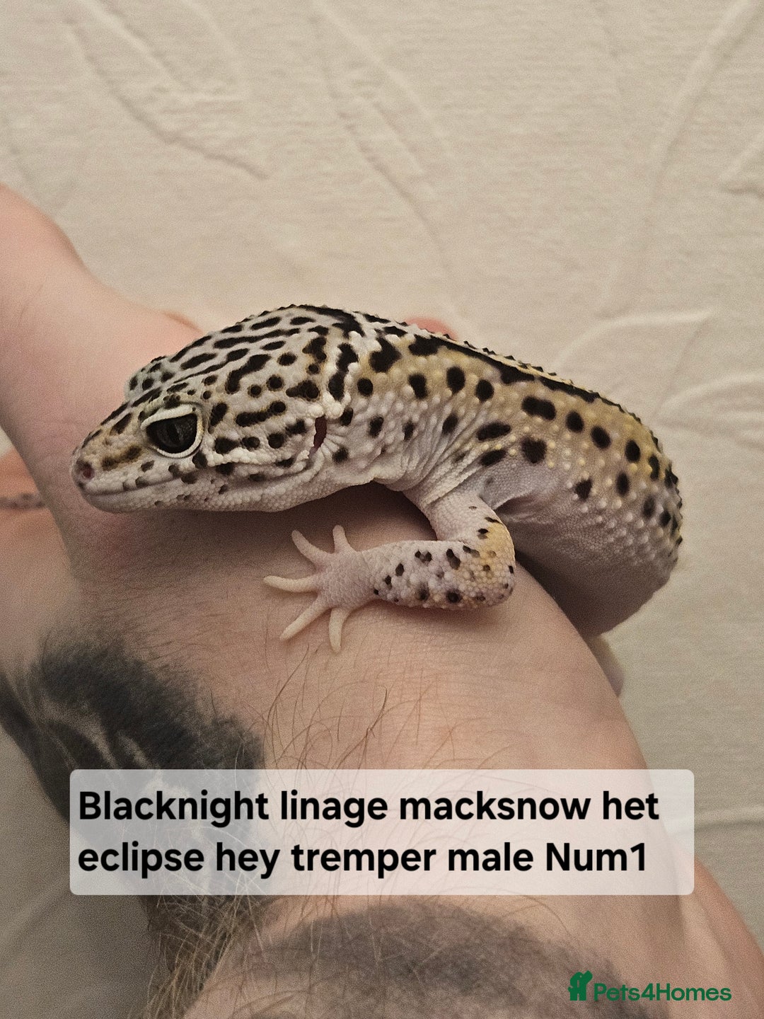 Leopard Gecko reptiles for sale: Leopard geckos babies various morphs  - Image 2