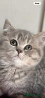 British Shorthair cats Bsh Cute Teddy Bears - Advert 4