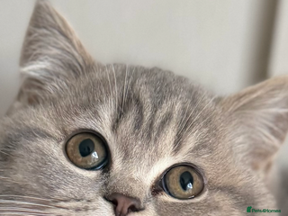 British Shorthair cats Bsh Cute Teddy Bears - Advert 5