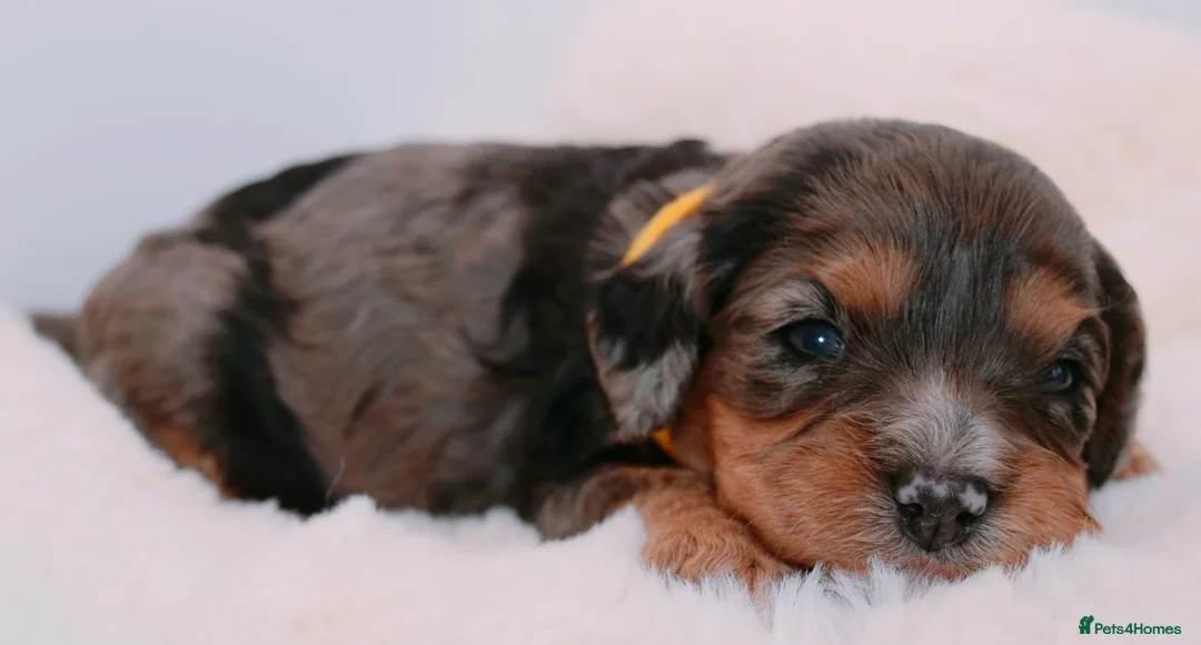 Cavapoo dogs for sale: Health Tested Rare Phantom Merle Cavapoos  - Advert 2