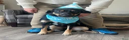 Border Collie dogs for sale: New home - Advert 1
