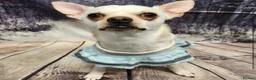 Chihuahua dogs for sale: Chihuahua dog sale  - Advert 2