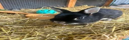 Netherland Dwarf rabbits for sale: Bertie needs a friend  - Advert 2