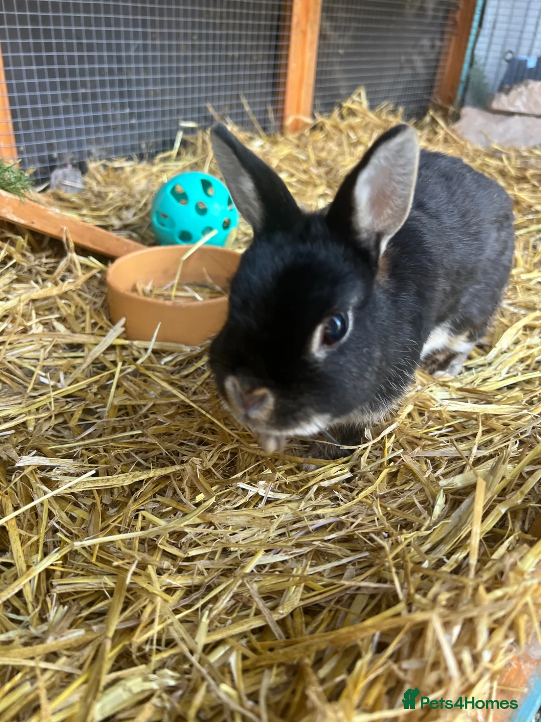Netherland Dwarf rabbits for sale: Bertie needs a friend  - Advert 2