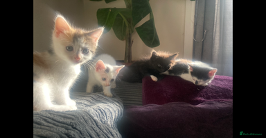 Mixed Breed cats - Advert 12