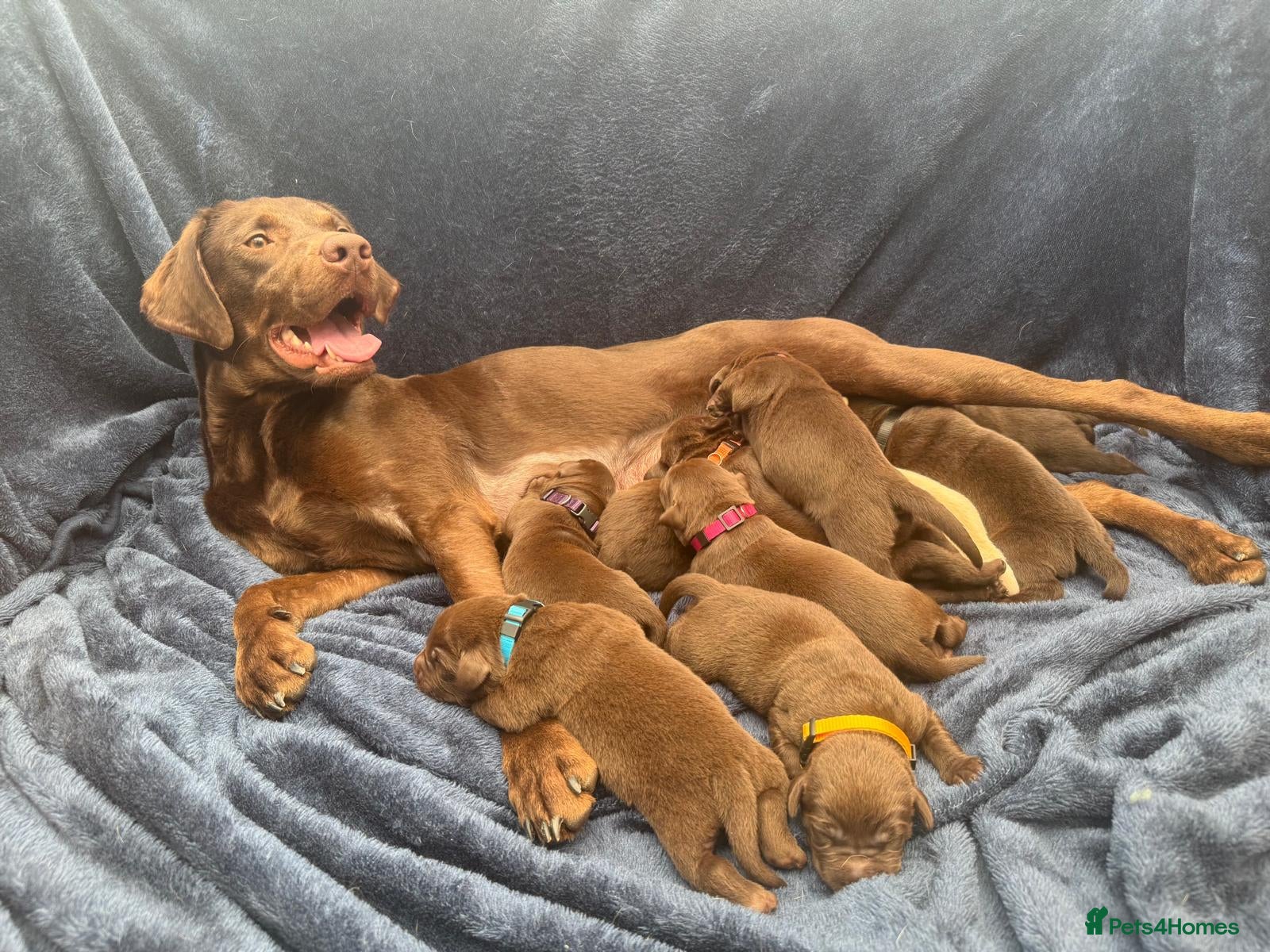 Labrador Retriever dogs Chocolate Labrador Puppies - Advert 1