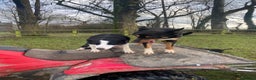 Mixed Breed dogs for sale: Beautiful Kelpie X Border Collie Puppies For Sale - Advert 16