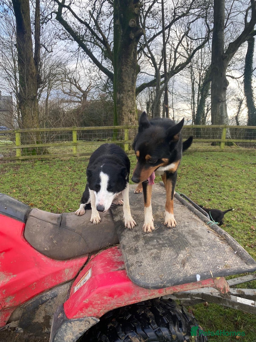 Mixed Breed dogs for sale: Beautiful Kelpie X Border Collie Puppies For Sale - Advert 16