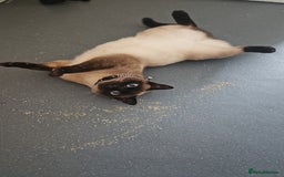 Siamese cats for sale: Ragdoll siamese  - Image 2
