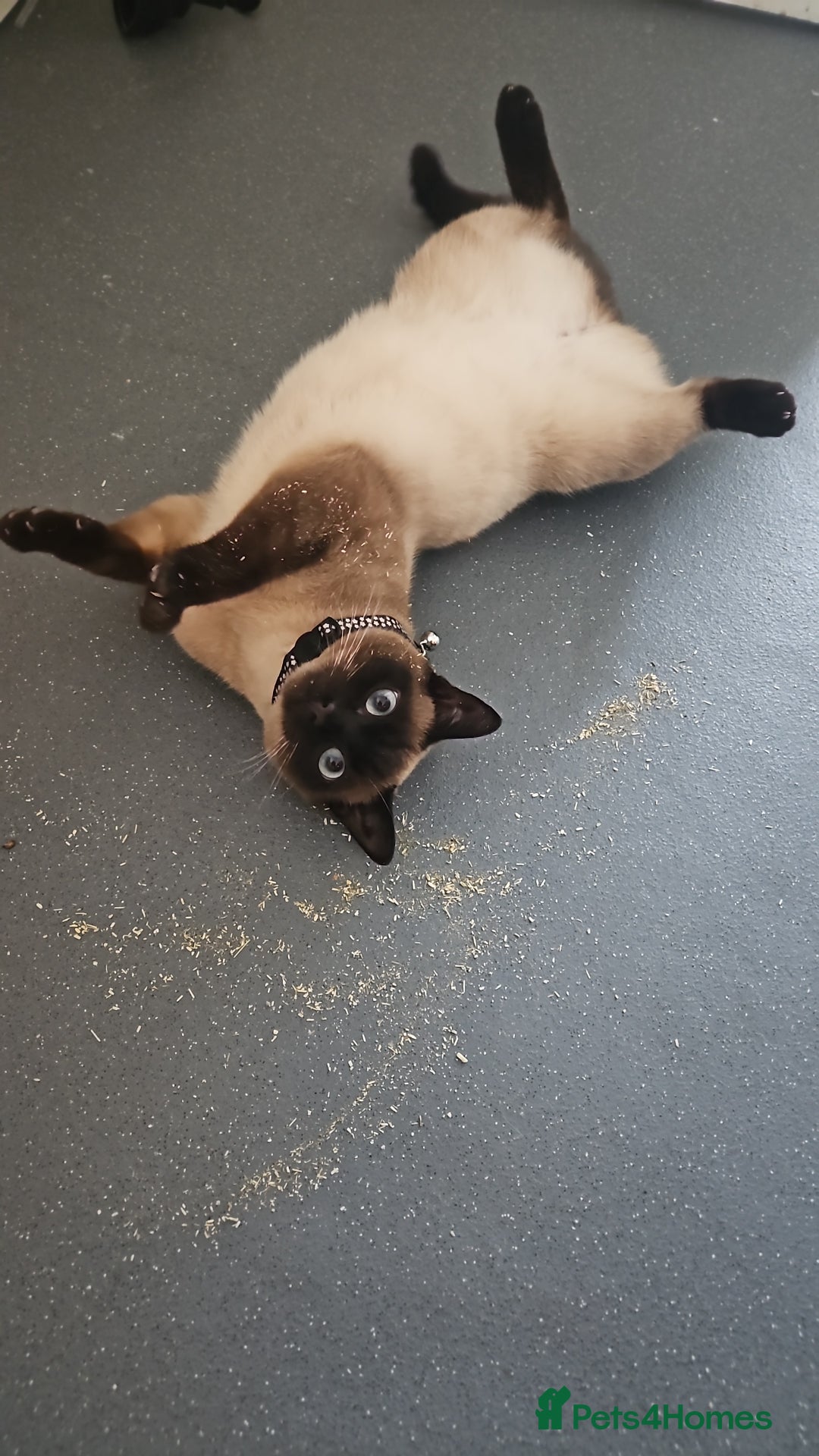 Siamese cats for sale: Ragdoll siamese  - Image 2