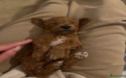 Mixed Breed dogs for sale: Cockapoochon Puppies.  - Image 17